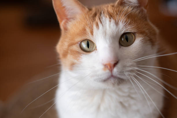 istock A cat's gaze staring at you 2149797900