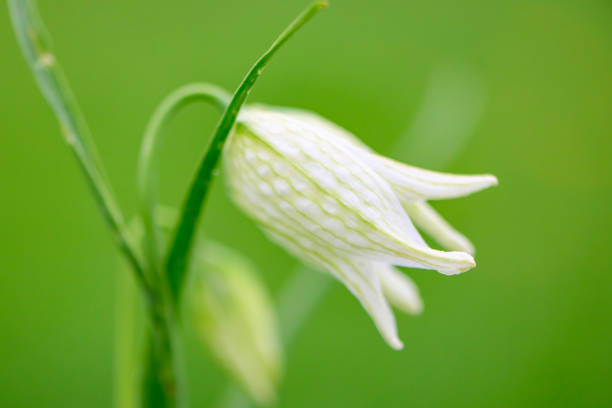 Snake's Head Fritillary (Fritillaria meleagris) in a meadow during a beautiful springtime day in the delta of the river Vecht in Overijssel, The Netherlands.
