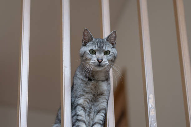 istock Cat peeking out from the gap in the railing 2149798091