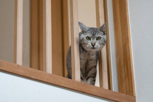 istock Cat peeking out from the gap in the railing 2149798107