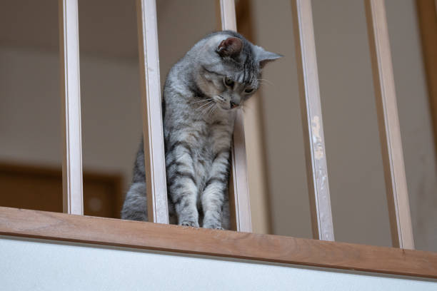 Cat peeking out from the gap in the railing