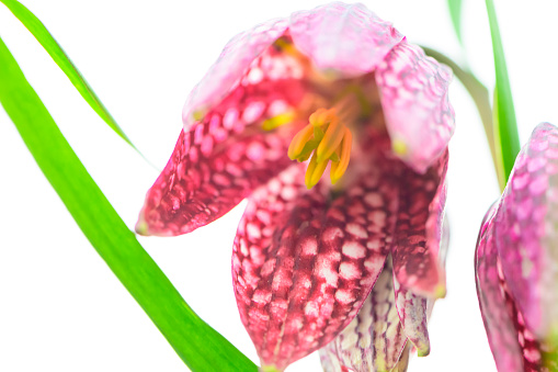 Flower and bud of pink lily in the garden. A Martagon hybrid. Selective focus.