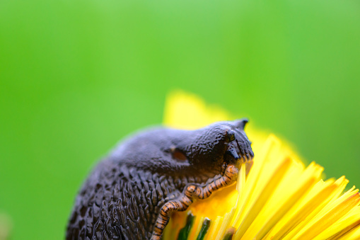 Snail eating from a Dandelion flower (Taraxacum) soft focus macro close up during springtime