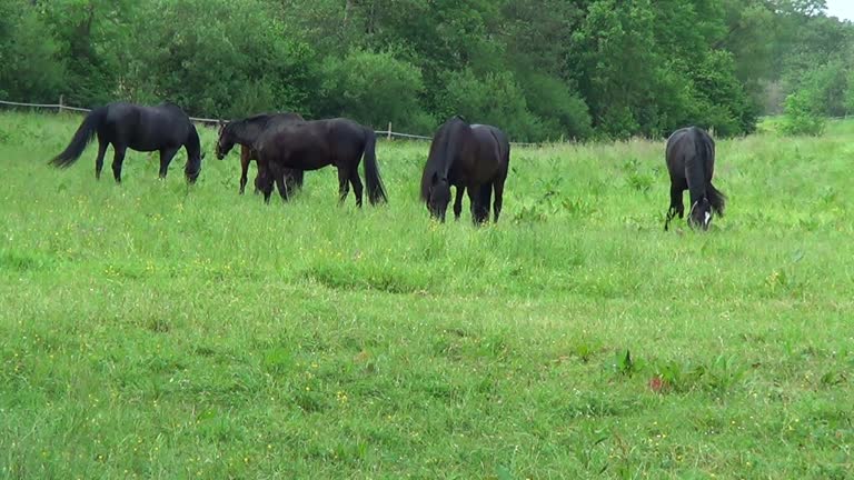 beautiful Horses grazing, eating and gallop free in meadow
