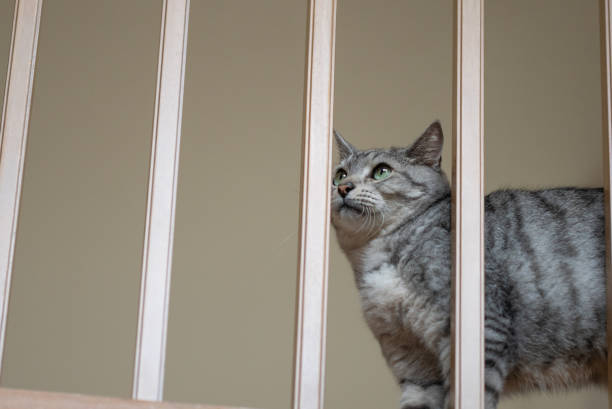 istock Cat peeking out from the gap in the railing 2149798155