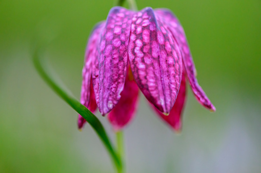 Snake's Head Fritillary (Fritillaria meleagris) in a meadow during a beautiful springtime day in the delta of the river Vecht in Overijssel, The Netherlands.