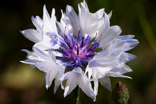 Wild blue flower of cornflower closed up in garden