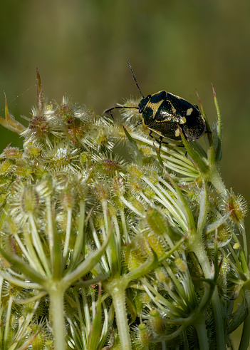 Shieldbug beetle in extreme close up.