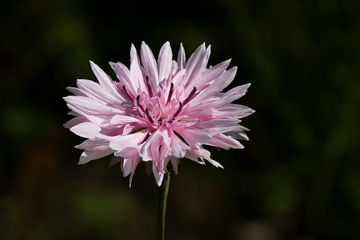 Pink Cornflower isolated in extreme close up.