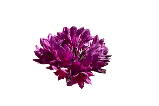 Purple Cornflower isolated in extreme close up.