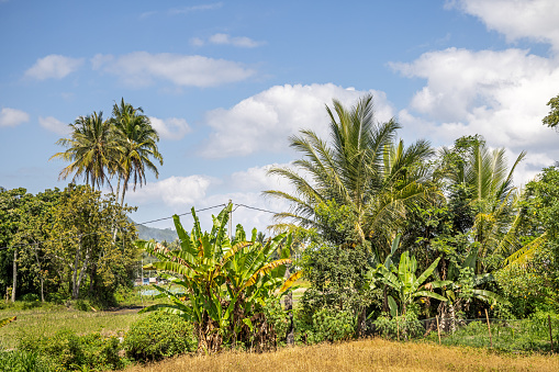 Rice field lined with banana plants and coconut palm trees under a blue sky. The picture is taken on Samosir Island in the enormous volcanic Lake Toba in the northern part of Sumatra