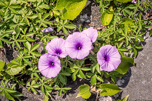 Flowers of a Cairo morning glory, Ipomoea cairica growing beside a road. The picture is taken on Samosir Island in the enormous volcanic Lake Toba in the northern part of Sumatra