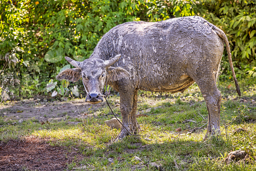 Young and dirty water buffalo, Bubalus bubalus looking at the photographer while it is tethered on a small field. The picture is taken on Samosir Island in the enormous volcanic Lake Toba in the northern part of Sumatra