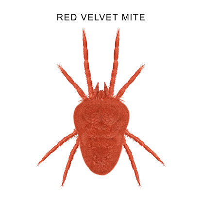 True velvet mites are small, velvety, usually bright red mites that are often seen crawling on rocks, planters, tree trunks, or the ground, especially after rain. They are harmless to humans.