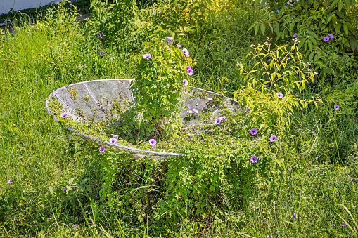Satellite dish overgrown with morning glory. The picture is taken on Samosir Island in the enormous volcanic Lake Toba in the northern part of Sumatra