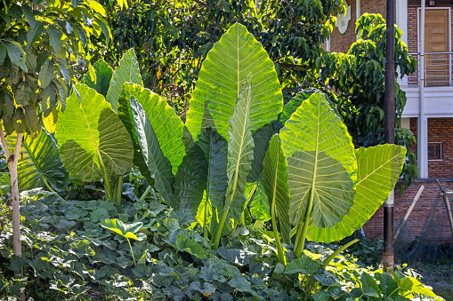 Leaves of a spoon lily also known as cunjevoi, Alocasia brisbanensis which is a popular plant in public parks and large gardens in tropical surroundings. The picture is taken on Samosir Island in the enormous volcanic Lake Toba in the northern part of Sumatra