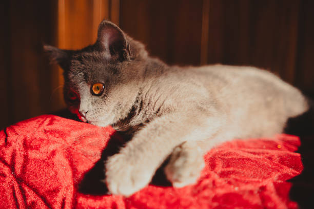 Dirty mixed white cat laying back looking at the camera.