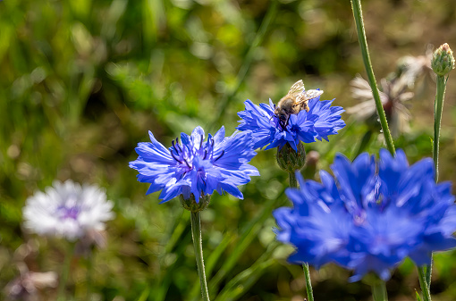 Cornflower and honey bee in close up.