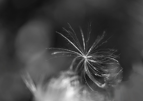 Single dandelion seed parachute in black and white