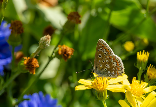 Common blue butterfly (Polyommatus icarus) feeding on a lavender flower with wings open