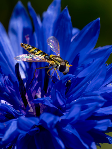 Cornflower and hoverfly in close up.
