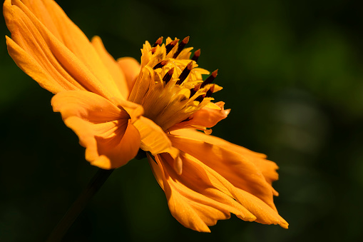 Cosmos sulphureus in close up from the side.