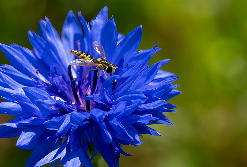 Cornflower and hoverfly in close up.