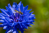 Cornflower and hoverfly in close up