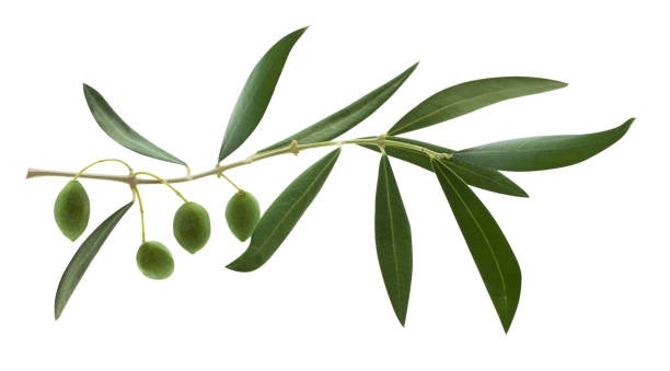 istock Fresh olive branch leaves and olive fruit isolated on white background 2149801443