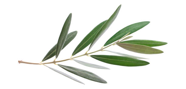 istock Fresh olive branch leaves isolated on white background 2149801449