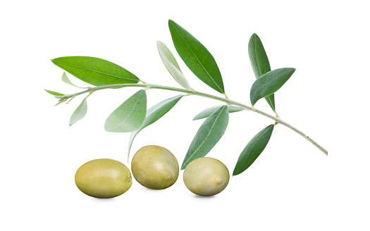 Olive branch with three delicious green olives, isolated on white background