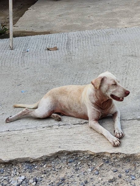 istock Dog resting in Phuket, Thailand 2149802105