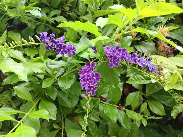 istock The purple sky flowers. 2149802270