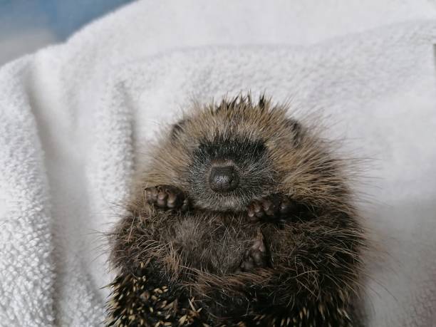 istock a Close-up of a small hedgehog lying curled up on its back on a white towel 2149802368