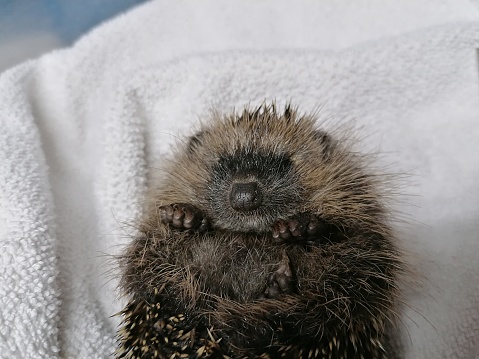 Close-up of a small hedgehog lying curled up on its back on a white towel