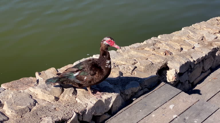 Muscovy duck standing next to lake