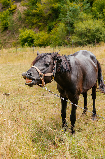 Black horse on a farm.