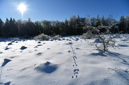 Tolles Winterwetter, die Sonne scheint ins Gesicht und es gibt überall Tierspuren im Schnee