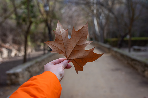Autumn is a beautiful time of year, a leaf in your hands.
