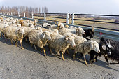 A herd of sheep and goats are walking along an asphalt road.