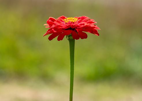 A close up of a Zinnia with red flower and yellow florets in Stukeley Meadows Nature Reserve Huntingdon, Cambridgeshire. Isolated against an out of focus green background.