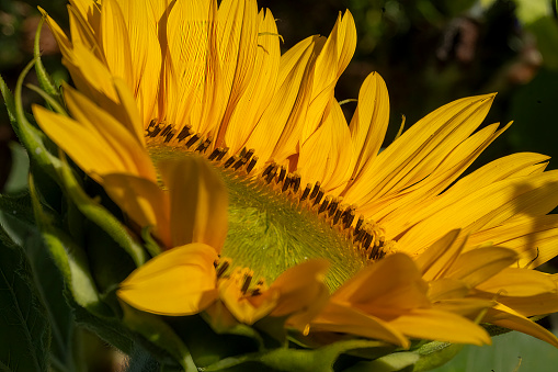 Beautiful sunflower in near plan