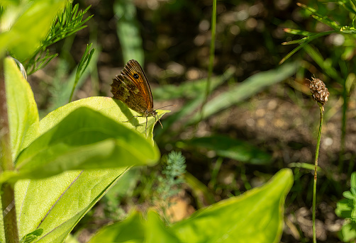 Gatekeeper butterfly on a leaf.
