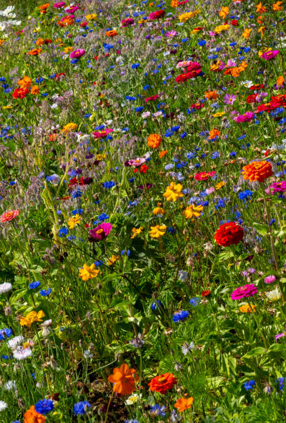 istock Multi-coloured wildflower meadow, part of a rewilding scheme in Stukeley Meadows, Huntingdon, Cambridgeshire 2149805607