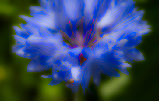 Variegated Cornflower in extreme close up.