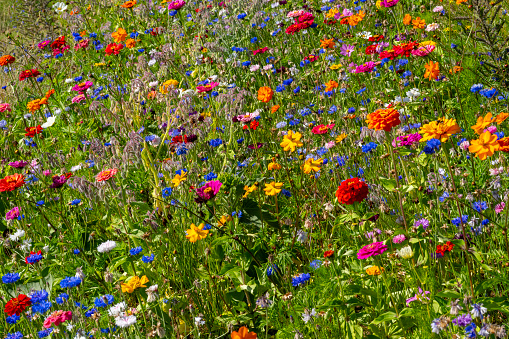 Multi-coloured wildflower meadow, part of a rewilding scheme in Stukeley Meadows, Huntingdon, Cambridgeshire.