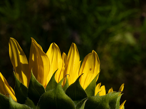 Sunflower extreme close up.