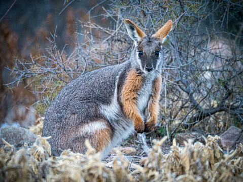 Portrait of this rare wallaby in the wild