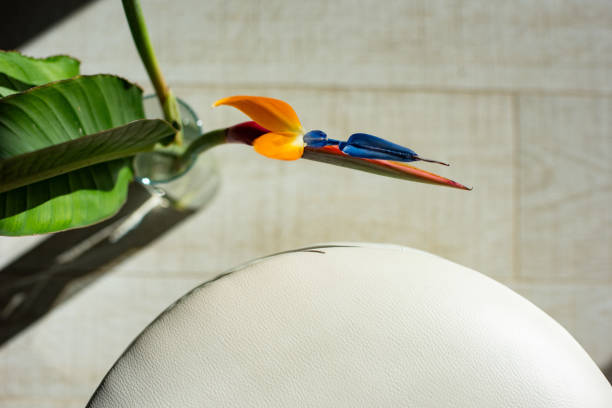 Bird of paradise , plant in a house