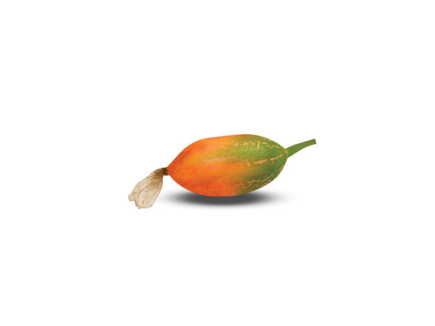 istock Coccinia grandis or ivy gourd 2149807350